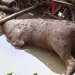 Bangkai-Sapi-Akibat-Wabah-PMK Bangkai-Sapi-Akibat-Wabah-PMK