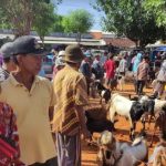 Petugas DKPP Periksa Kambing di Pasar Pamolokan Sumenep