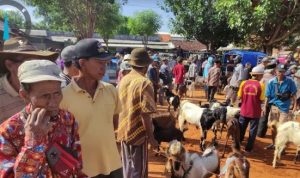 Petugas DKPP Periksa Kambing di Pasar Pamolokan Sumenep