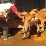 harga-sapi-di-pamekasan harga-sapi-di-pamekasan