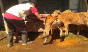 harga-sapi-di-pamekasan