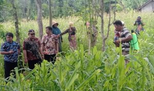 Penyuluh Pertanian Batuputih Dampingi Petani Cara Basmi Ulat Grayak yang Serang Jagung