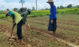 Babinsa Ambunten Bantu Petani Lakukan Perawatan Tanaman Bawang Merah