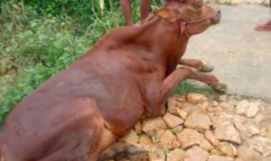 Langkah Pemerintah Dinilai Nihil, Warga Sumenep Sebut Wabah Sapi Mati Makin Parah