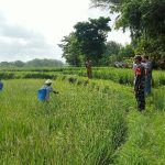 Bantu Petani, Babinsa Batang-batang Gandeng PPL Gelar Gerdal Hama Tanaman Padi