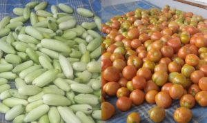 Poktan Putra Abadi Rajun Sukses Panen Sayuran, Dukung Program Ketahanan Pangan Nasional