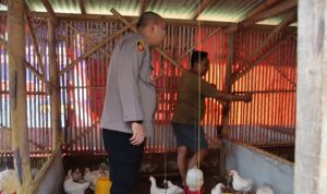 Kunjungan Perdana Kapolres Sumenep AKBP Rivanda Tinjau Peternakan Ayam Warga