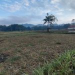 Musim Tanam Mundur, Petani Tembakau di Bragung Masih Tunggu Waktu Tepat