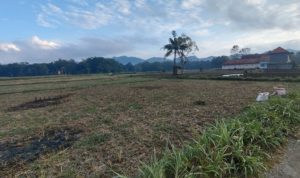 Musim Tanam Mundur, Petani Tembakau di Bragung Masih Tunggu Waktu Tepat