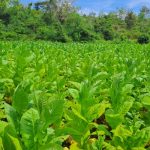 Ketua PTSM Janji Harga Tembakau Stabil, Petani Mulai Panen dengan Harga Jual Rp50 Ribu per Kilogram