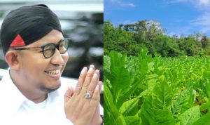 Bupati Sumenep Siap Buka Izin Pabrik Rokok Baru, Wajib Serap Tembakau Lokal
