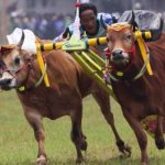 Karapan Sapi di Sumenep