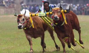 Enam Pasang Sapi Karapan Sumenep Siap Berlaga di Piala Presiden 2025 Karapan Sapi di Sumenep