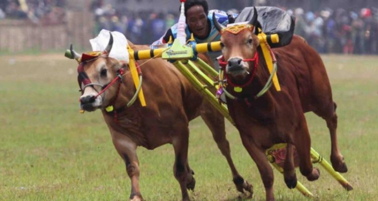 Karapan Sapi di Sumenep