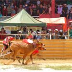 Karapan Sapi di Sumenep