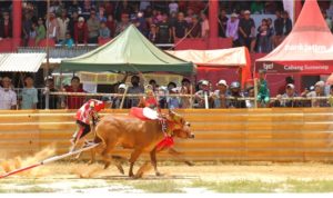 Karapan Sapi di Sumenep Menuju Karapan Sapi Piala Presiden 2025 Karapan Sapi di Sumenep