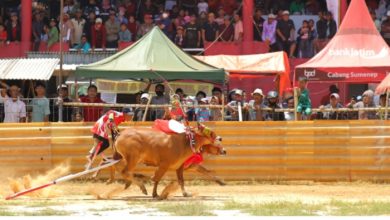 Karapan Sapi di Sumenep