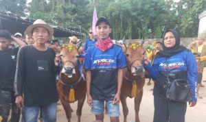 Sapi Karapan Kereta Malam asal Batuputih Lolos ke Piala Presiden 2025 Sapi Karapan Kereta Malam